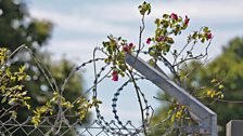 A razor wire fence restricts access to the refuge in the centre of the garden.