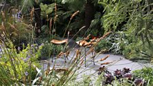 The Bowel Disease UK Garden belongs to a young Crohn’s sufferer and keen gardener.