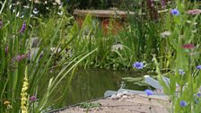 Purified rainwater fills an amazing wildlife pond.