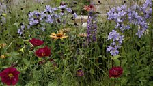 Flower meadow planting connects the formal and informal elements of the garden.