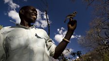 Yao honey-hunter Orlando Yassene holds a wild greater honeyguide female in the Niassa National Reserve, Mozambique