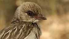 A female greater honeyguide in the Niassa National Reserve, Mozambique