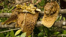 Part of the honey harvest from a wild bees’ nest in the Niassa National Reserve, Mozambique.