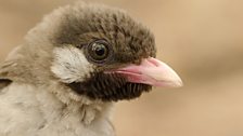 A male greater honeyguide in the Niassa National Reserve, Mozambique