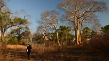 Yao honey-hunters searching for honeyguides in the Niassa National Reserve, Mozambique