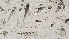 Portland Stone, Roach:  Fossils include oysters, portland screws and trigonid bivalves