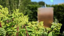 Urban Glade - built by Matthew Beesley, planting by Katie Maude