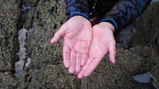 A Sea Gooseberry