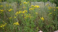 Ragwort