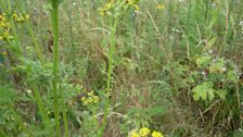 The plants are covered in caterpillars