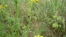 The caterpillars twitch and wriggle when alarmed