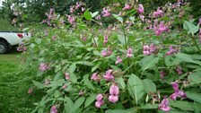 Himalayan balsam