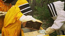 The calm of beekeeping