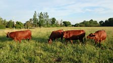 Cattle at dawn