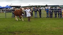 Simmental in the ring