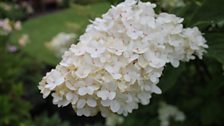 White Hydrangea