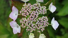 Hydrangea flower head