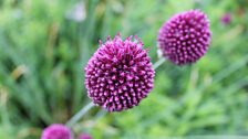 Pretty purple Alliums