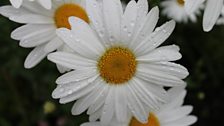 Dew spangled daisies