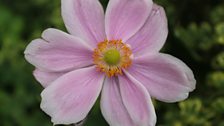 Japanese Anenome in close-up