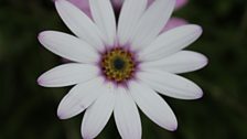 Luminous Osteospermum flower