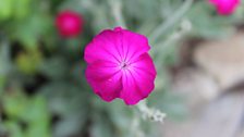 Vivid little Lychnis flower