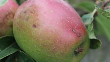 Espalier grown apples ripening nicely.