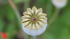 Sculptural poppy seed head