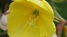 Close-up of Evening Primrose in flower