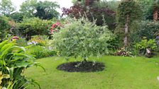 Weeping Pear Tree