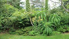 Dramatic Echium Flower Spikes