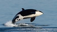 Female killer whale breaches off San Juan Island, Washington State, USA