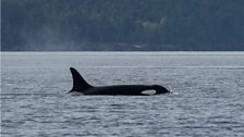 J2 or Granny, world’s oldest known killer whale, estimated between 80 and 105 years old.