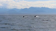 Humpbacks diving for krill.  The orca only eat salmon.  Salmon numbers are at historic lows.  The orcas' future is in doubt.