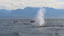 The breathe of a humpback whale does not smell good.