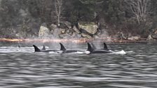 The orca live in family groups in which adult daughters and sons stay with mother for her entire life