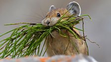 American pika with mouthful of summer grass