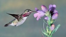 Male Calliope hummingbird feeding