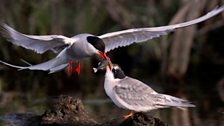 Arctic terns