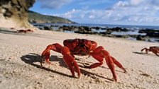 Christmas Island red crab