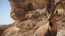 Male Nubian ibex, Israel