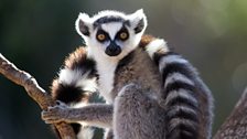 Ringtailed lemur in Madagascar