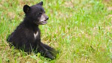 Black bear cub