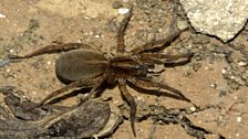 Wolf Spider