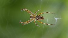 Garden Spider