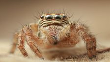 Jumping Spider