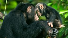 Chimpanzee greeting