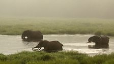 Forest elephant bath