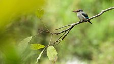 Woodland kingfisher