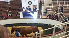 The Derby Sale at Tattersalls in Kildare